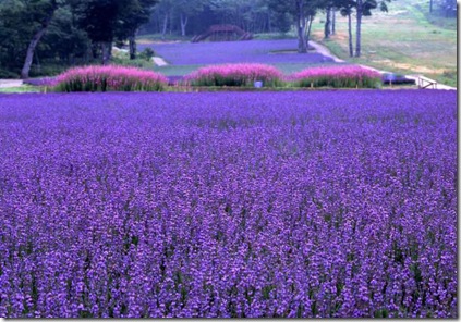 campo de lavanda