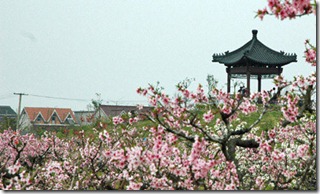 Shanghai-peach-blossoms----hero2 Shanghai-peach-blossoms----hero2