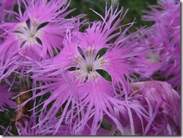 Dianthus_superbus_subsp_longicalycinus1 Dianthus_superbus_subsp_longicalycinus1