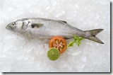 anchova-no-litoral-brasileiro anchova-no-litoral-brasileiro