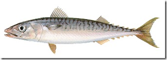 cavala cavala