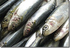 sardinha sardinha