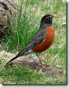 robin robin