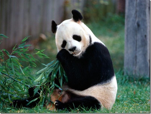panda-7483 panda-7483
