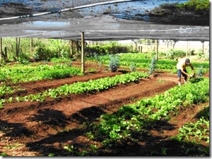 prod%20organicos prod%20organicos