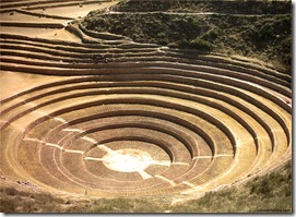 moray moray