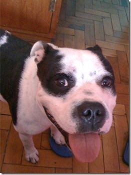 zeca1 zeca1