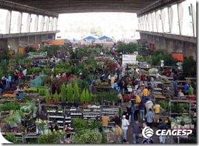 feira_flores feira_flores