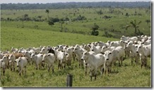 GADO_AMAZONIA GADO_AMAZONIA