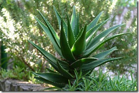 aloe-vera aloe-vera