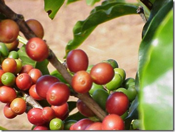 café café
