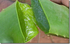 fresh_aloe_vera_gel1 fresh_aloe_vera_gel1