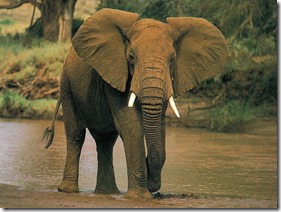 Elephant Elephant
