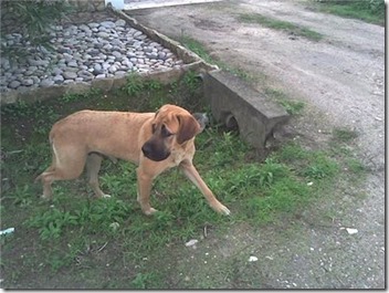 animaisabandonados_urg animaisabandonados_urg