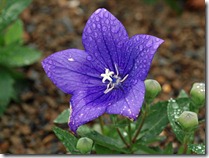 sizedPlatycodon%20grandiflorus%20Astra%20Blue4346 sizedPlatycodon%20grandiflorus%20Astra%20Blue4346