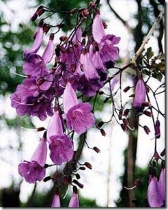 Jacaranda-puberula-flor Jacaranda-puberula-flor