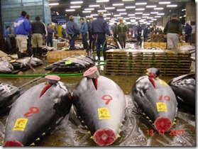 tsukiji tsukiji