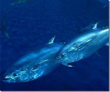 very-bluefin-tuna-lg very-bluefin-tuna-lg