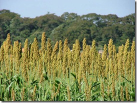 sorgo sorgo